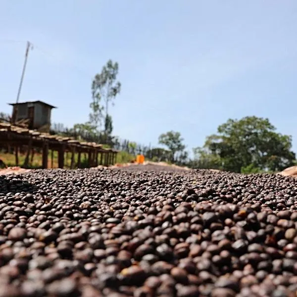Egu Abaya Natural Lot #1, Guji